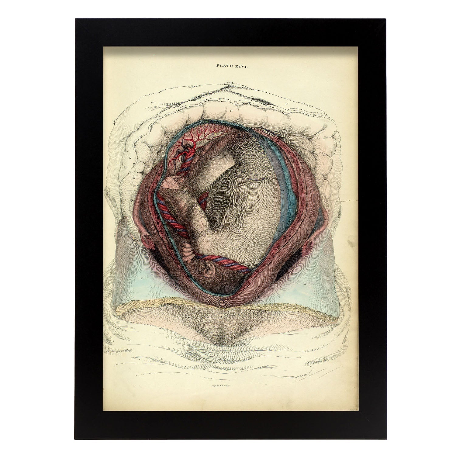 Gravid uterus with fetus-Artwork-Nacnic-A4-Sin marco-Nacnic Estudio SL