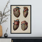 Heart and coronary arteries and veins-Artwork-Nacnic-Nacnic Estudio SL