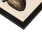 Heart and coronary arteries and veins-Artwork-Nacnic-Nacnic Estudio SL