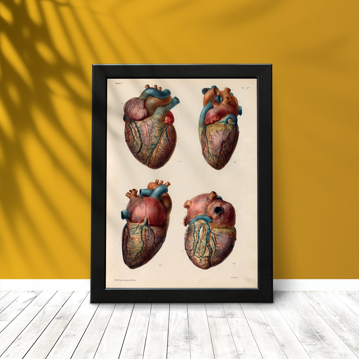Heart and coronary arteries and veins-Artwork-Nacnic-Nacnic Estudio SL