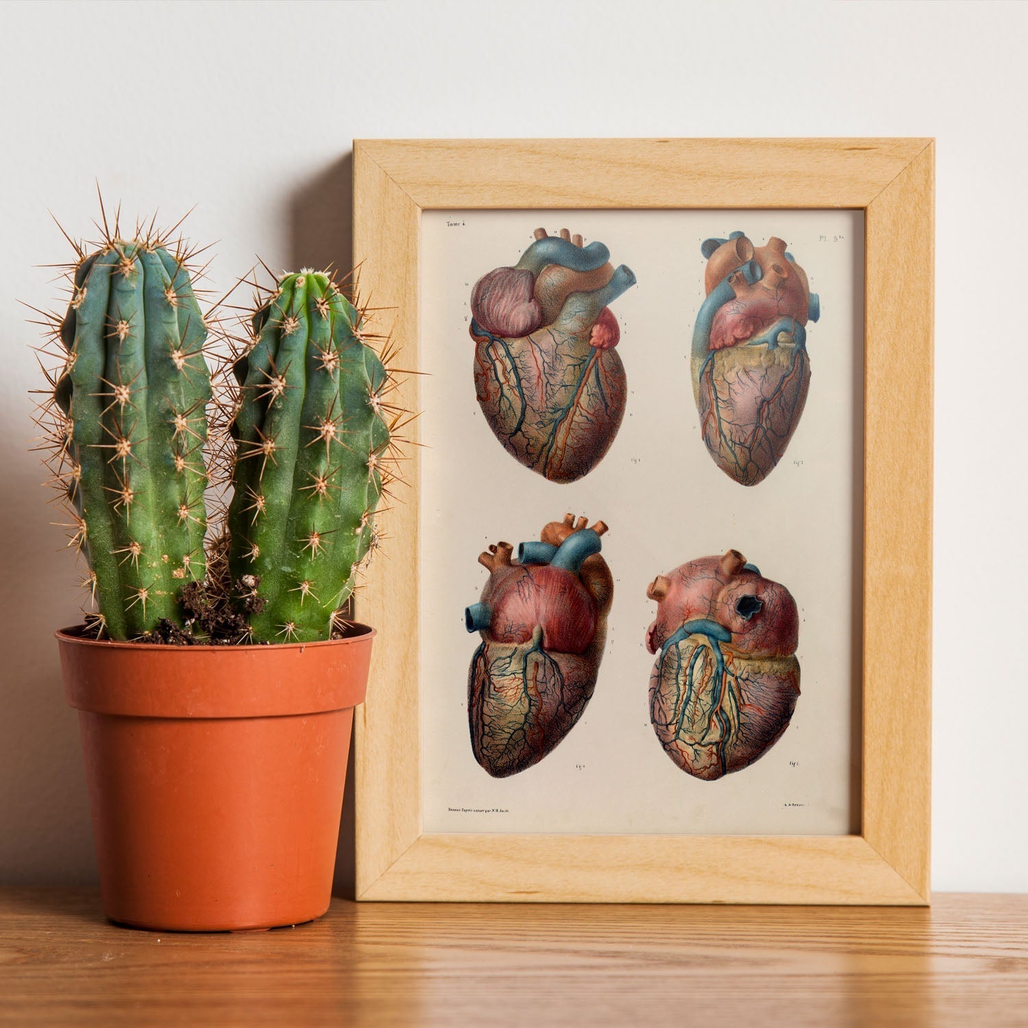 Heart and coronary arteries and veins-Artwork-Nacnic-Nacnic Estudio SL