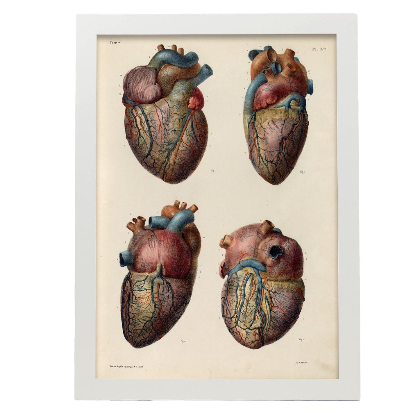 Heart and coronary arteries and veins-Artwork-Nacnic-A3-Marco Blanco-Nacnic Estudio SL
