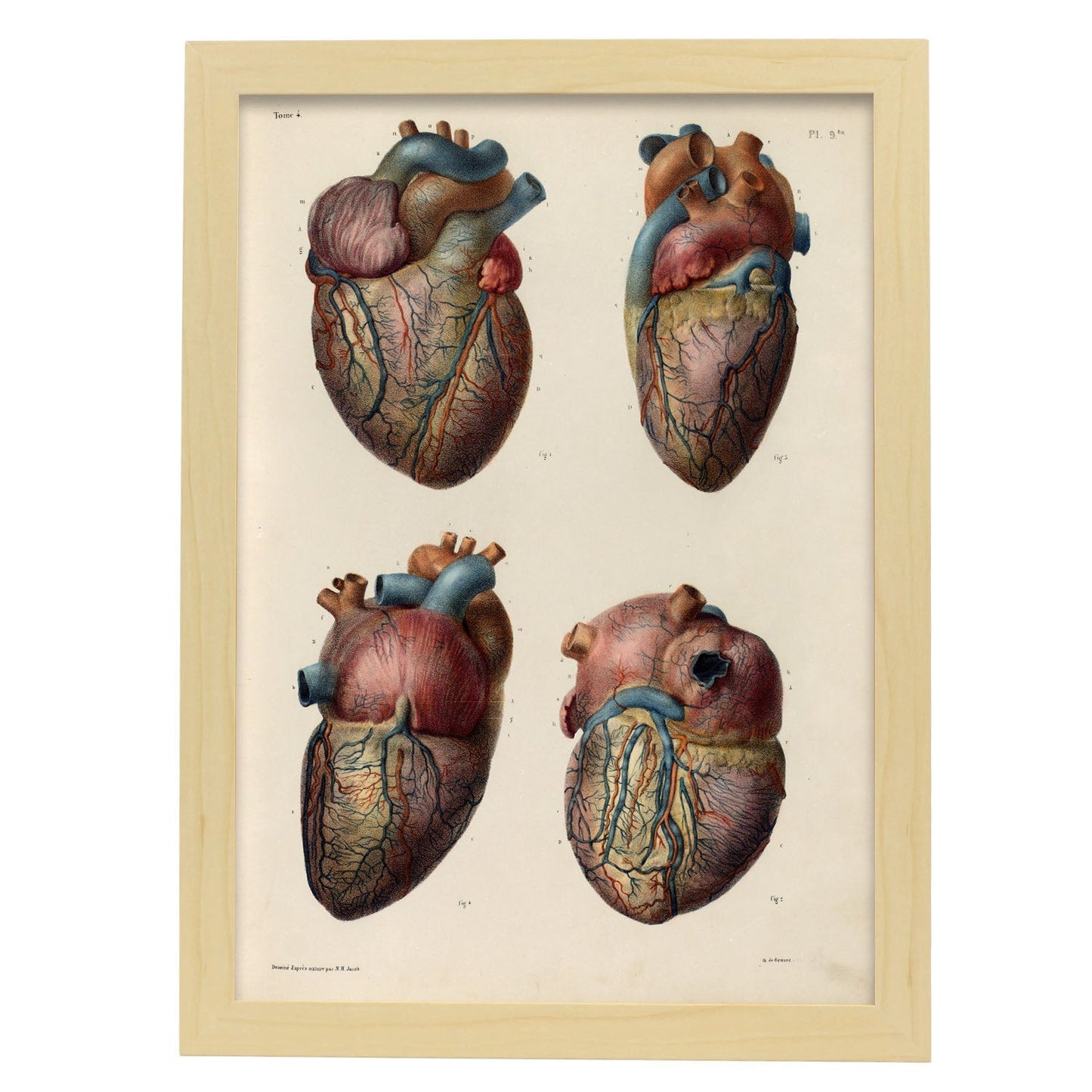 Heart and coronary arteries and veins-Artwork-Nacnic-A3-Marco Madera clara-Nacnic Estudio SL
