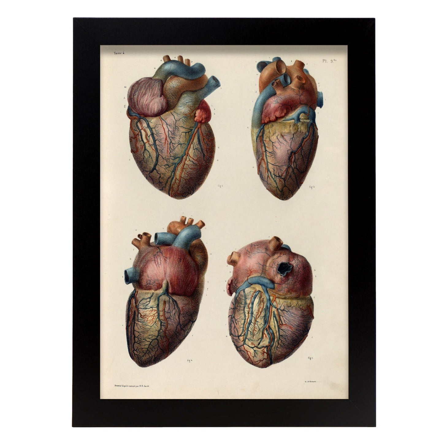 Heart and coronary arteries and veins-Artwork-Nacnic-A3-Sin marco-Nacnic Estudio SL