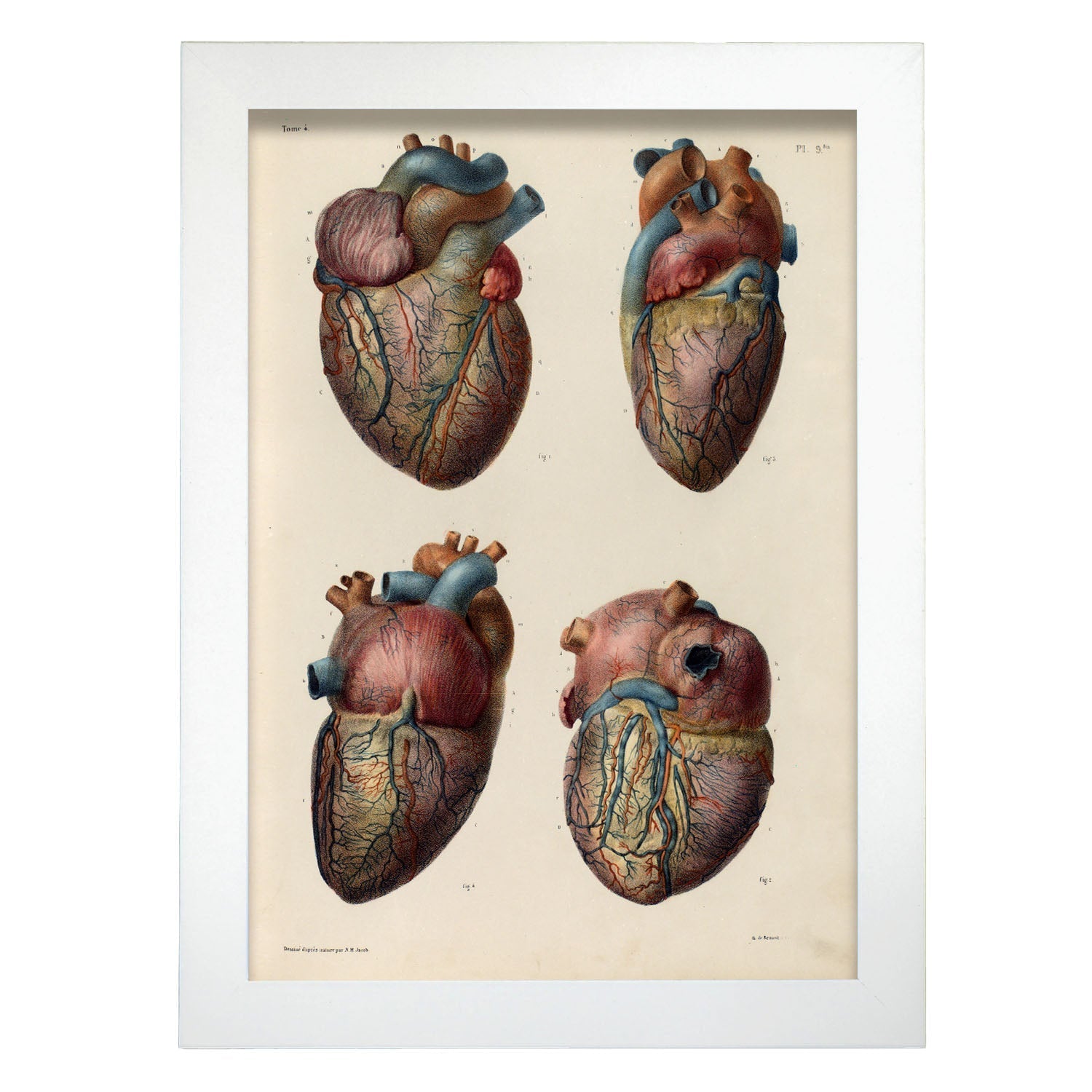 Heart and coronary arteries and veins-Artwork-Nacnic-A4-Marco Blanco-Nacnic Estudio SL