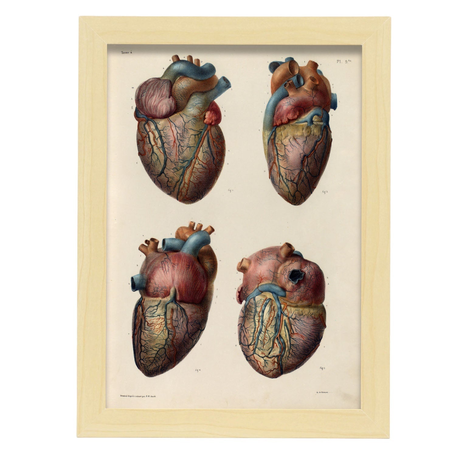 Heart and coronary arteries and veins-Artwork-Nacnic-A4-Marco Madera clara-Nacnic Estudio SL