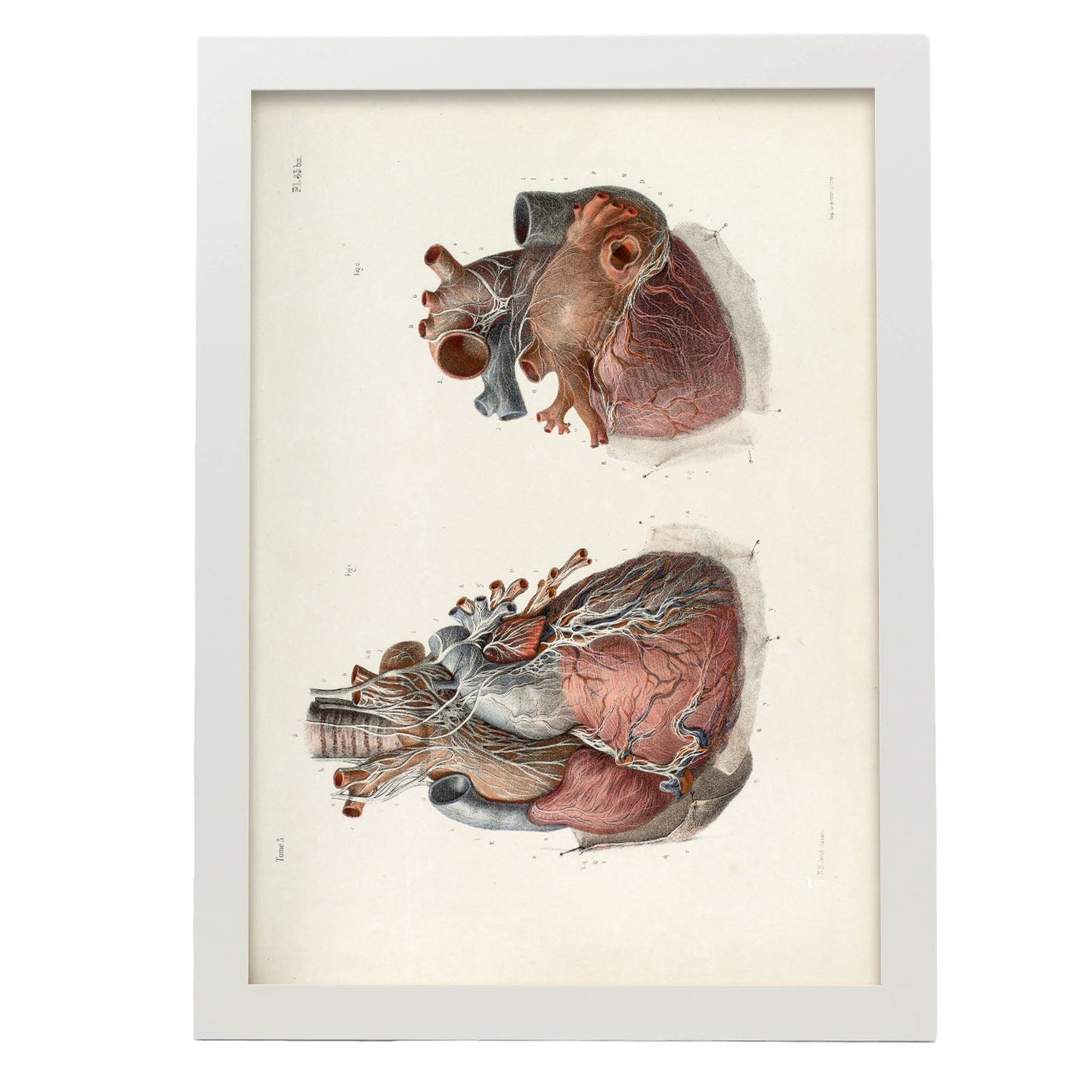 Heart and vagus nerve-Artwork-Nacnic-A3-Marco Blanco-Nacnic Estudio SL