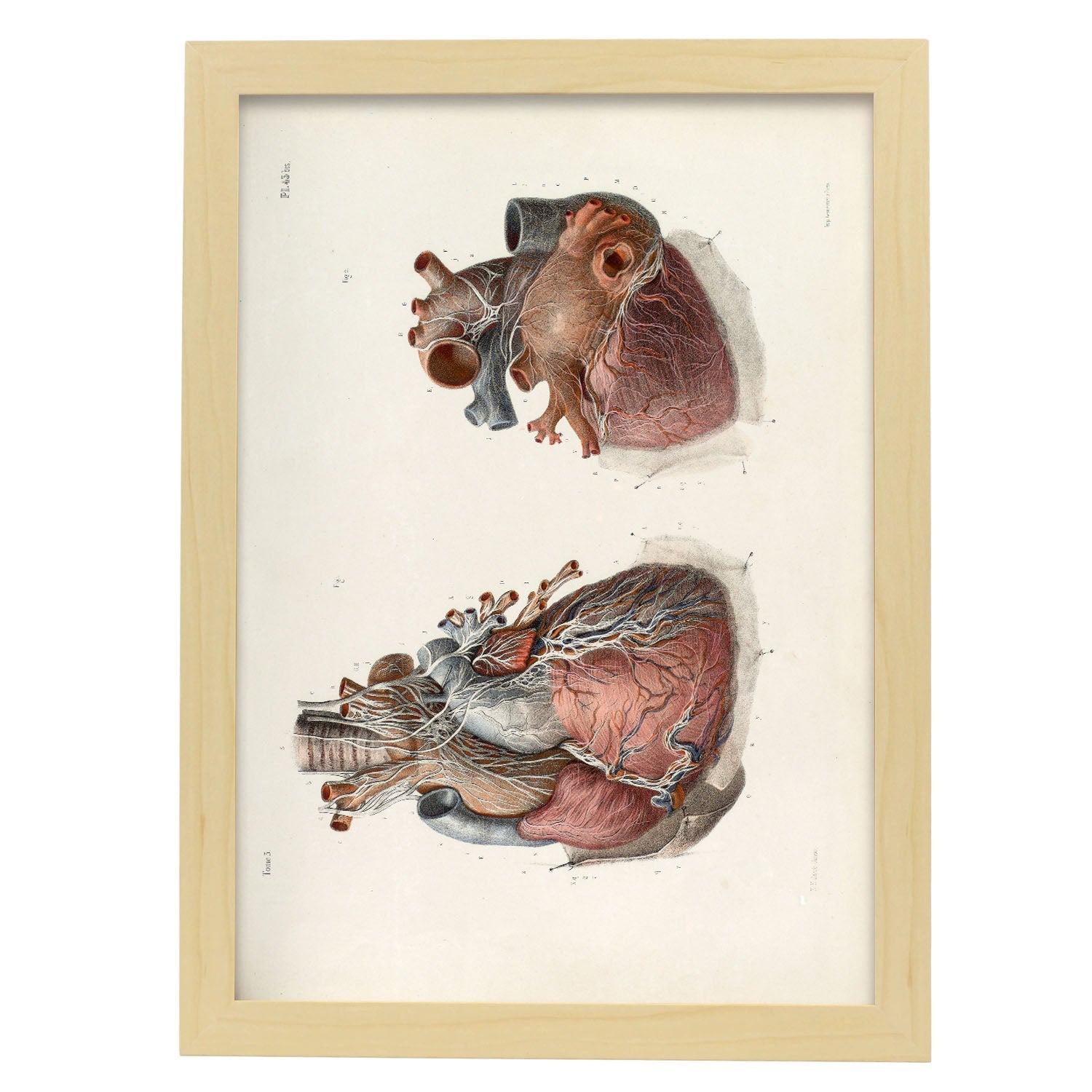 Heart and vagus nerve-Artwork-Nacnic-A3-Marco Madera clara-Nacnic Estudio SL
