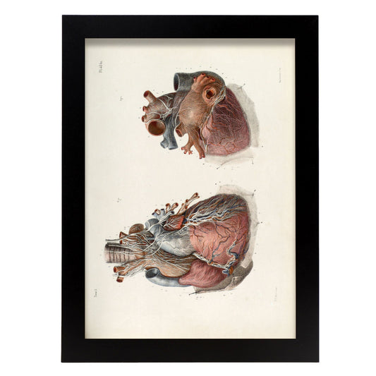 Heart and vagus nerve-Artwork-Nacnic-A3-Sin marco-Nacnic Estudio SL