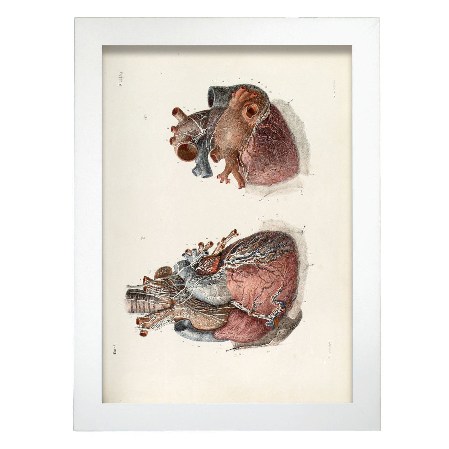 Heart and vagus nerve-Artwork-Nacnic-A4-Marco Blanco-Nacnic Estudio SL