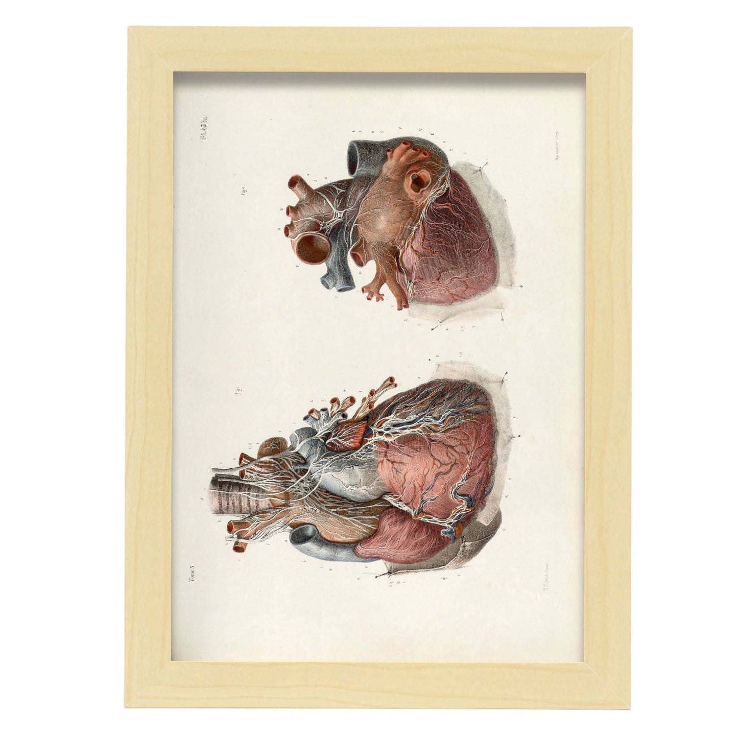 Heart and vagus nerve-Artwork-Nacnic-A4-Marco Madera clara-Nacnic Estudio SL