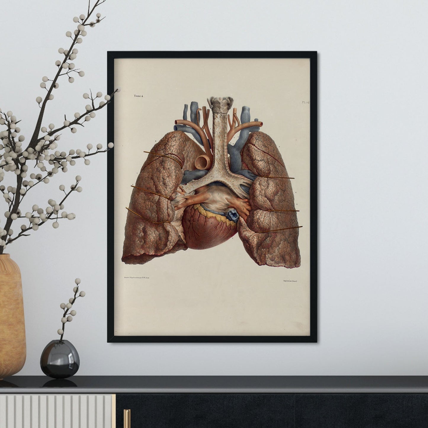 Heart, lungs, trachea and laryngeal cartilages-Artwork-Nacnic-Nacnic Estudio SL