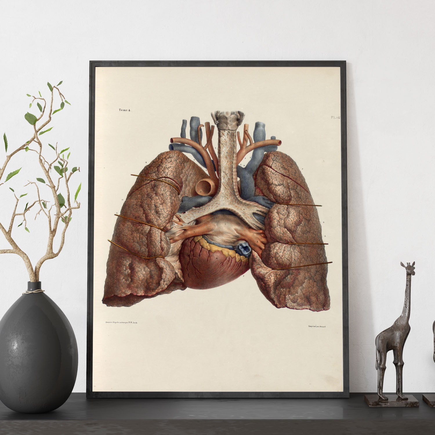Heart, lungs, trachea and laryngeal cartilages-Artwork-Nacnic-Nacnic Estudio SL