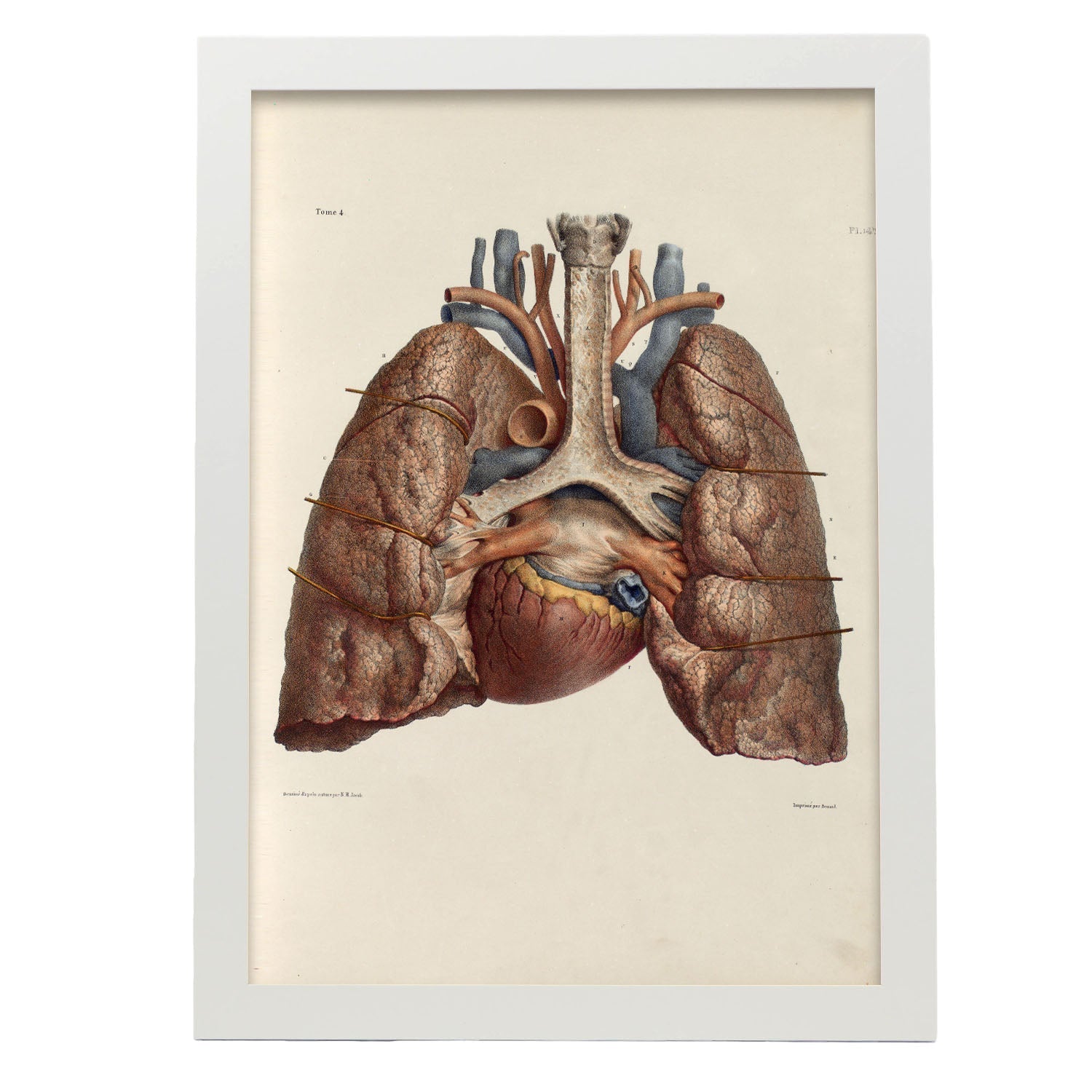 Heart, lungs, trachea and laryngeal cartilages-Artwork-Nacnic-A3-Marco Blanco-Nacnic Estudio SL