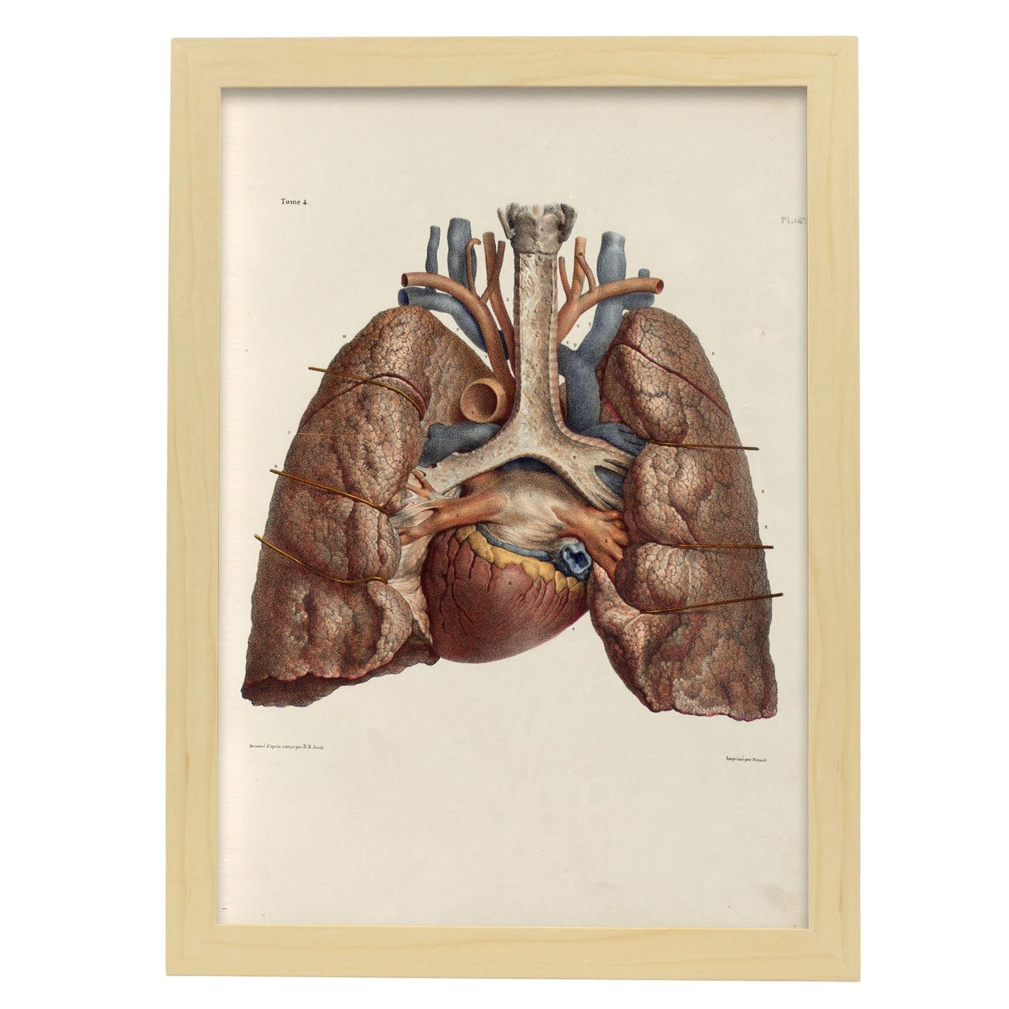 Heart, lungs, trachea and laryngeal cartilages-Artwork-Nacnic-A3-Marco Madera clara-Nacnic Estudio SL