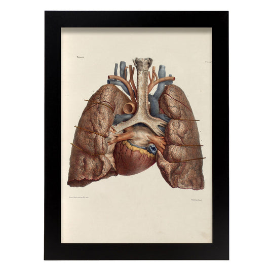 Heart, lungs, trachea and laryngeal cartilages-Artwork-Nacnic-A3-Sin marco-Nacnic Estudio SL