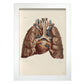 Heart, lungs, trachea and laryngeal cartilages-Artwork-Nacnic-A4-Marco Blanco-Nacnic Estudio SL