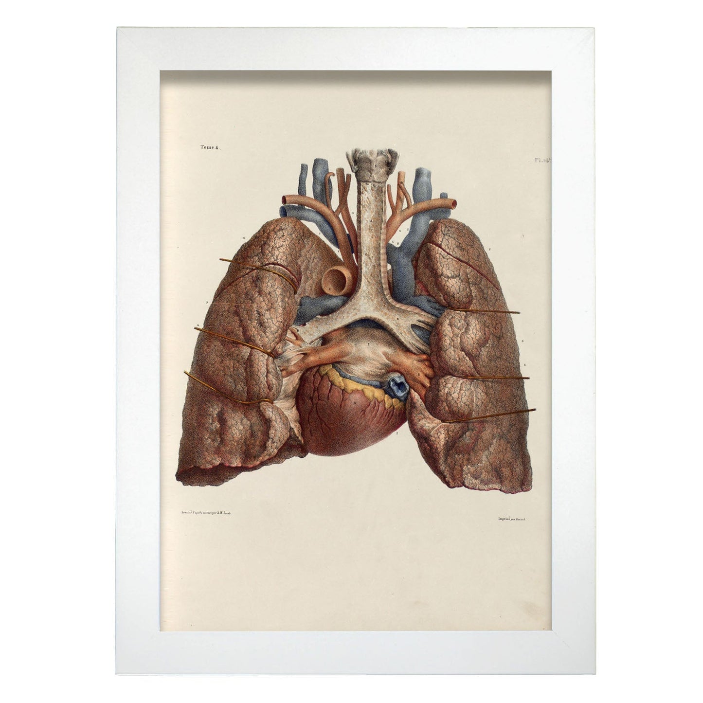 Heart, lungs, trachea and laryngeal cartilages-Artwork-Nacnic-A4-Marco Blanco-Nacnic Estudio SL
