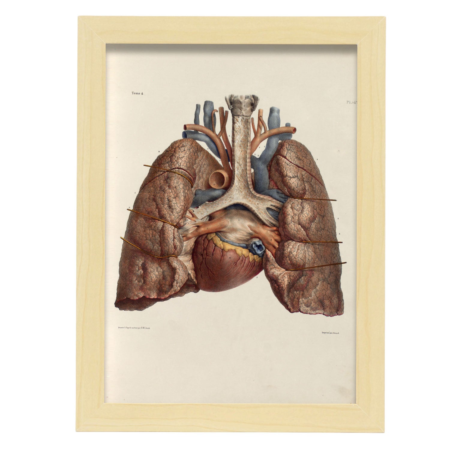 Heart, lungs, trachea and laryngeal cartilages-Artwork-Nacnic-A4-Marco Madera clara-Nacnic Estudio SL