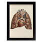 Heart, lungs, trachea and laryngeal cartilages-Artwork-Nacnic-A4-Sin marco-Nacnic Estudio SL