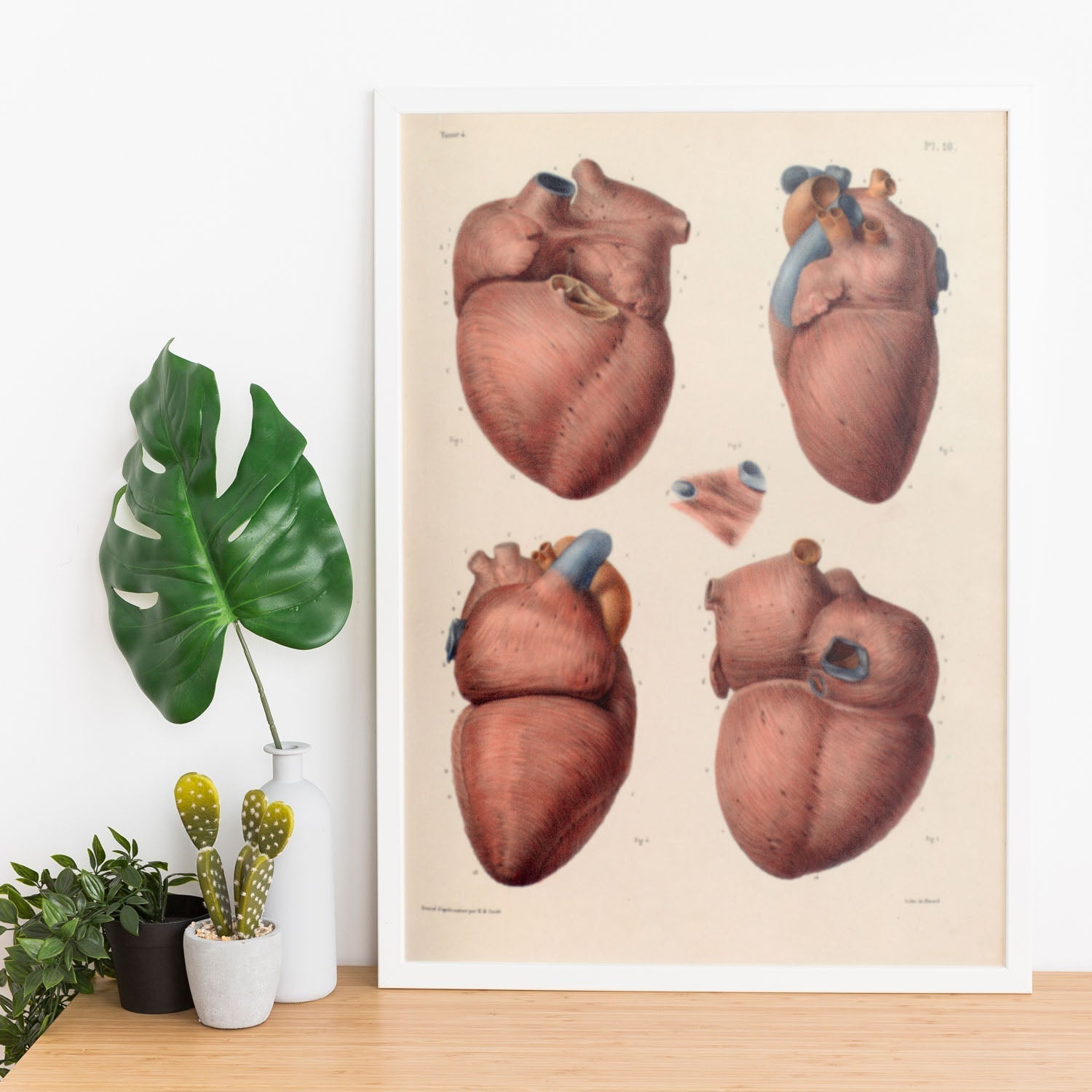 Heart, myocardium-Artwork-Nacnic-Nacnic Estudio SL