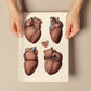 Heart, myocardium-Artwork-Nacnic-Nacnic Estudio SL