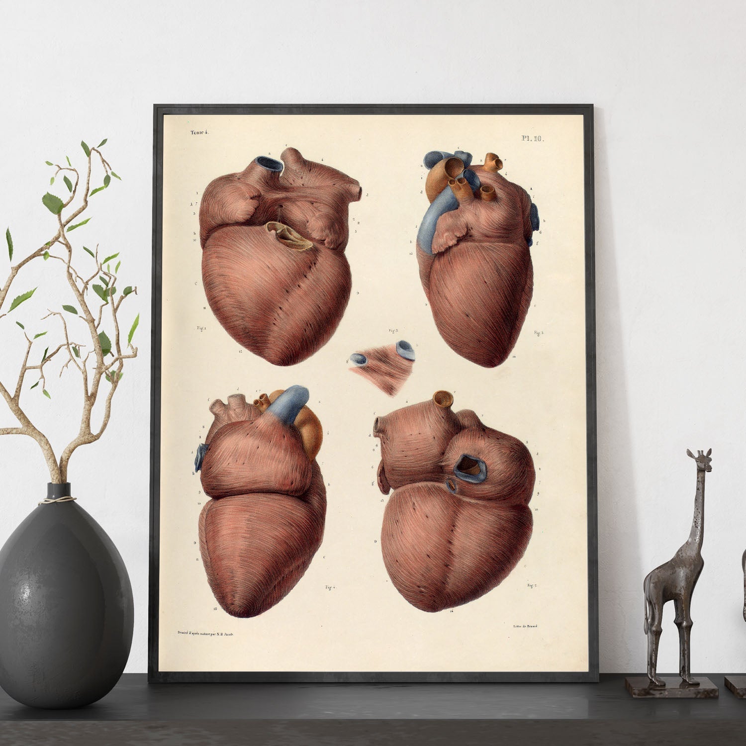 Heart, myocardium-Artwork-Nacnic-Nacnic Estudio SL