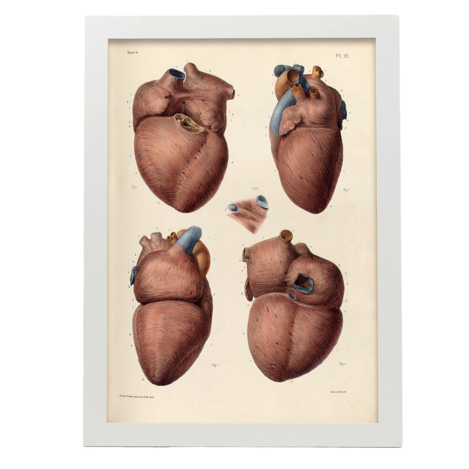 Heart, myocardium-Artwork-Nacnic-A3-Marco Blanco-Nacnic Estudio SL