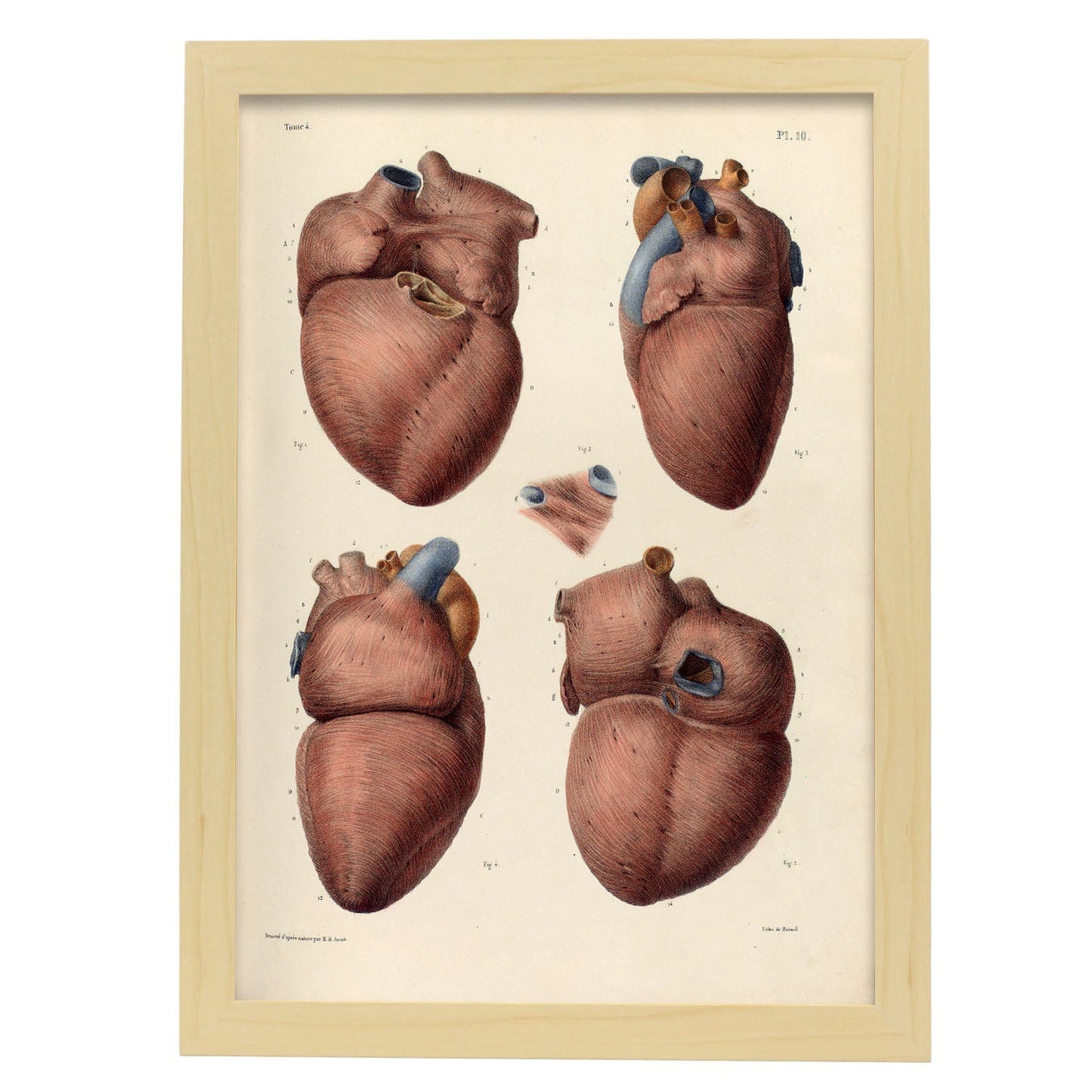 Heart, myocardium-Artwork-Nacnic-A3-Marco Madera clara-Nacnic Estudio SL