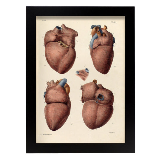 Heart, myocardium-Artwork-Nacnic-A3-Sin marco-Nacnic Estudio SL