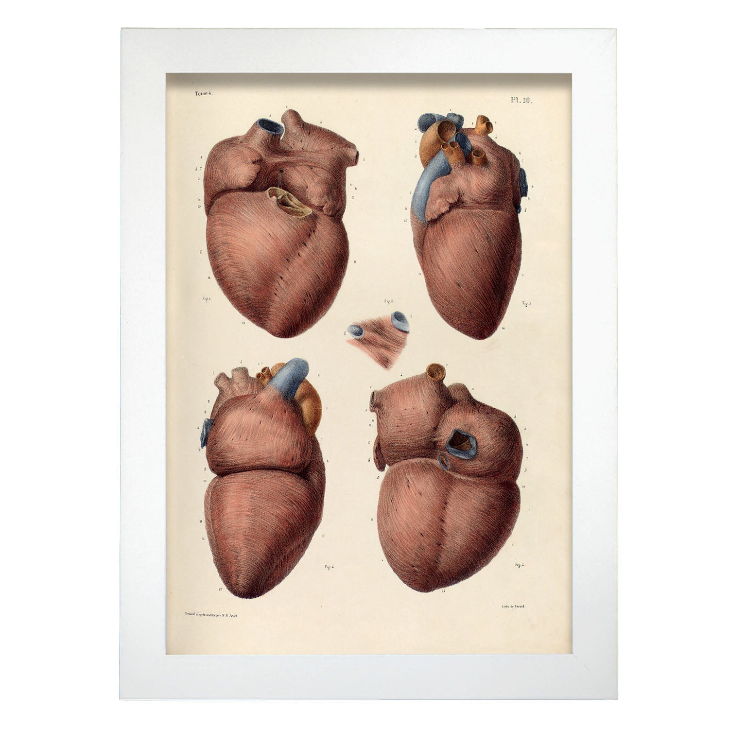 Heart, myocardium-Artwork-Nacnic-A4-Marco Blanco-Nacnic Estudio SL