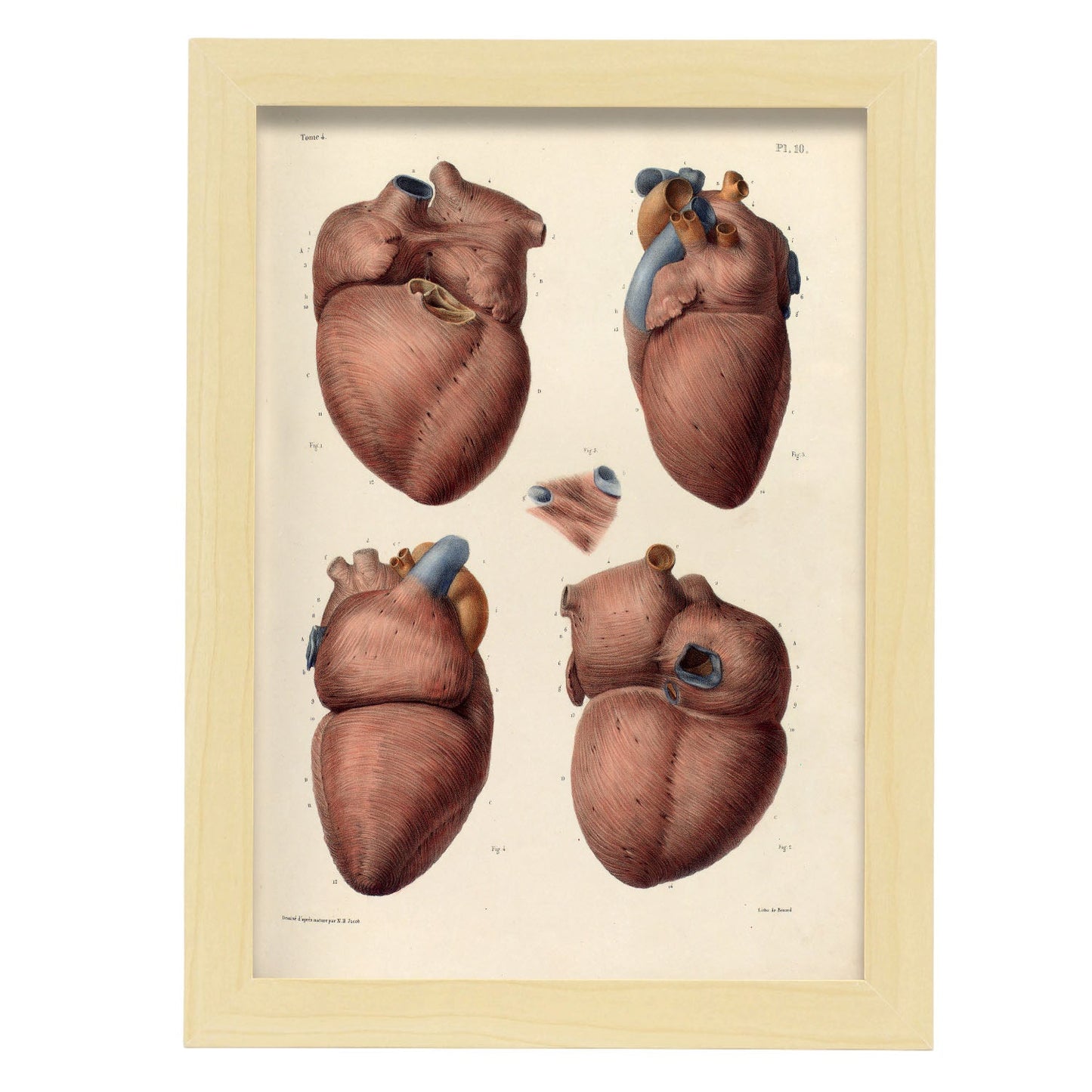 Heart, myocardium-Artwork-Nacnic-A4-Marco Madera clara-Nacnic Estudio SL