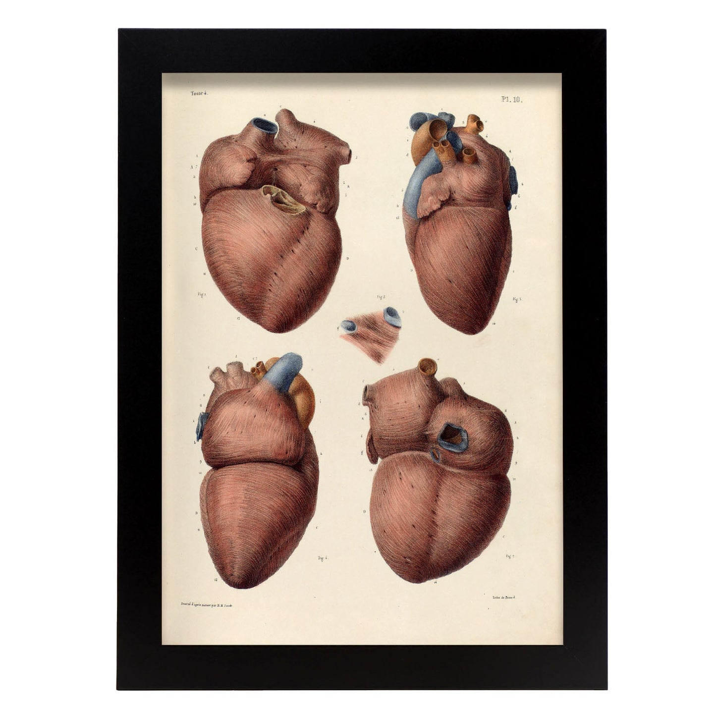 Heart, myocardium-Artwork-Nacnic-A4-Sin marco-Nacnic Estudio SL