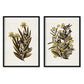 Lámina Arbusto 12. Pósters de plantas,flores y arbustos en estilo Vintage.-Artwork-Nacnic-Nacnic Estudio SL