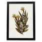 Lámina Arbusto 1. Pósters de plantas,flores y arbustos en estilo Vintage.-Artwork-Nacnic-A3-Marco Negro-Nacnic Estudio SL