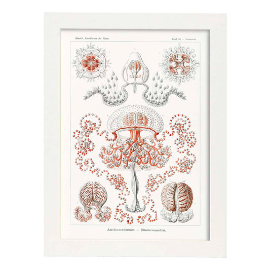 Lamina artistica decorativa con ilustración de AnthomedUSEAJPG estilo Vintage-Artwork-Nacnic-A4-Marco Blanco-Nacnic Estudio SL