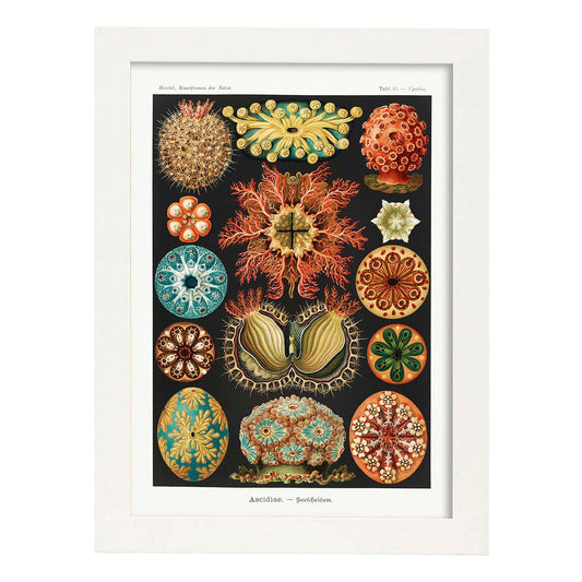 Lamina artistica decorativa con ilustración de Ascidiae estilo Vintage-Artwork-Nacnic-A4-Marco Blanco-Nacnic Estudio SL