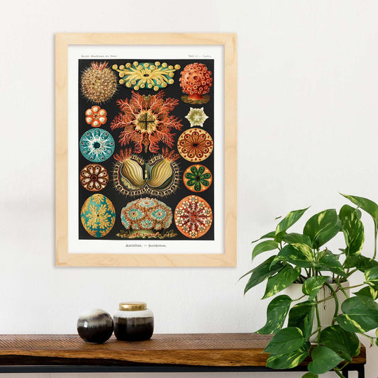 Lamina artistica decorativa con ilustración de Ascidiae estilo Vintage-Artwork-Nacnic-Nacnic Estudio SL