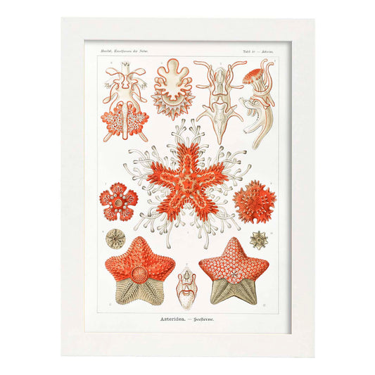 Lamina artistica decorativa con ilustración de Asteridea estilo Vintage-Artwork-Nacnic-A4-Marco Blanco-Nacnic Estudio SL