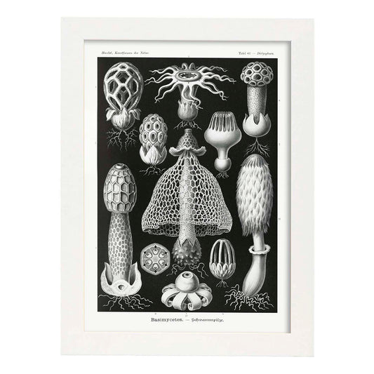 Lamina artistica decorativa con ilustración de BASIMYCETES estilo Vintage-Artwork-Nacnic-A4-Marco Blanco-Nacnic Estudio SL