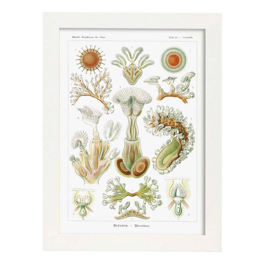 Lamina artistica decorativa con ilustración de Briozoario estilo Vintage-Artwork-Nacnic-A4-Marco Blanco-Nacnic Estudio SL