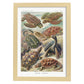 Lamina artistica decorativa con ilustración de Chelonia estilo Vintage-Artwork-Nacnic-A3-Marco Madera clara-Nacnic Estudio SL