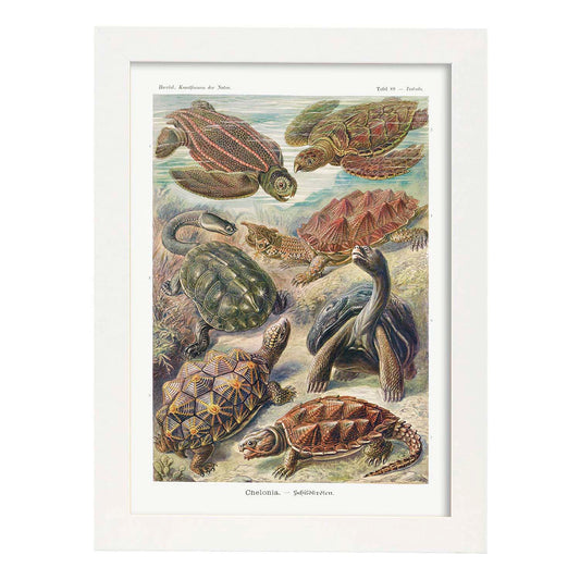 Lamina artistica decorativa con ilustración de Chelonia estilo Vintage-Artwork-Nacnic-A4-Marco Blanco-Nacnic Estudio SL