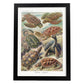 Lamina artistica decorativa con ilustración de Chelonia estilo Vintage-Artwork-Nacnic-A4-Marco Negro-Nacnic Estudio SL