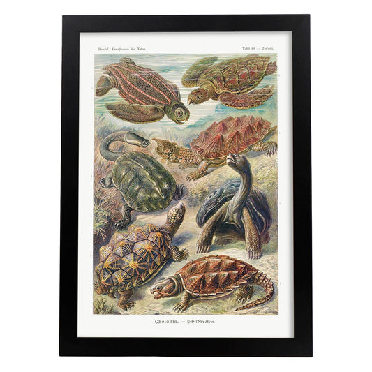 Lamina artistica decorativa con ilustración de Chelonia estilo Vintage-Artwork-Nacnic-A4-Marco Negro-Nacnic Estudio SL