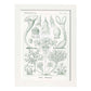 Lamina artistica decorativa con ilustración de Ciliata estilo Vintage-Artwork-Nacnic-A4-Marco Blanco-Nacnic Estudio SL