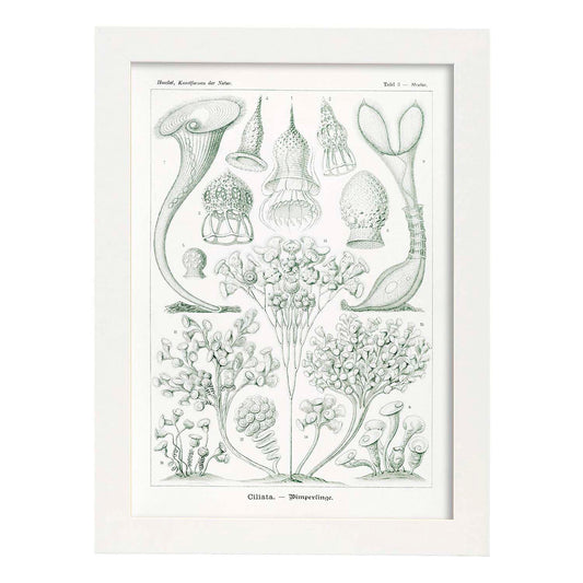 Lamina artistica decorativa con ilustración de Ciliata estilo Vintage-Artwork-Nacnic-A4-Marco Blanco-Nacnic Estudio SL