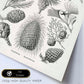 Lamina artistica decorativa con ilustración de Coniferae estilo Vintage-Artwork-Nacnic-Nacnic Estudio SL