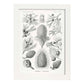 Lamina artistica decorativa con ilustración de Coniferae estilo Vintage-Artwork-Nacnic-A3-Marco Blanco-Nacnic Estudio SL
