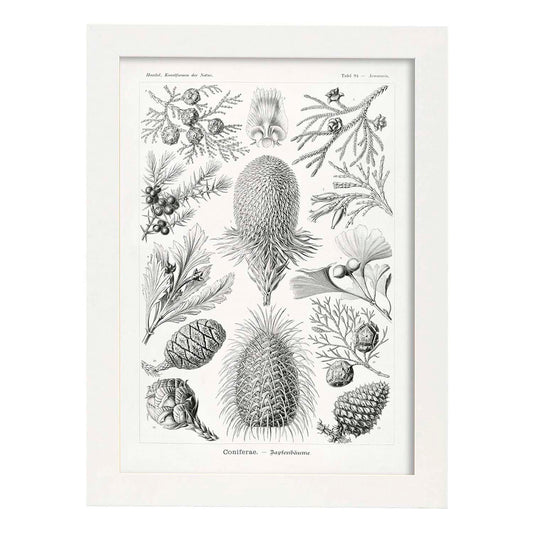 Lamina artistica decorativa con ilustración de Coniferae estilo Vintage-Artwork-Nacnic-A4-Marco Blanco-Nacnic Estudio SL